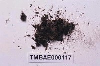 藏品(臺灣短頸苔)的圖片